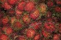031_Ameisenfrucht